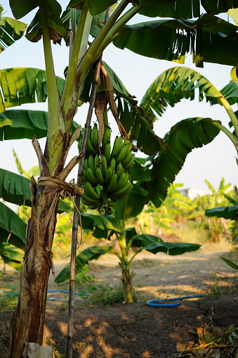 Banana plant in garden