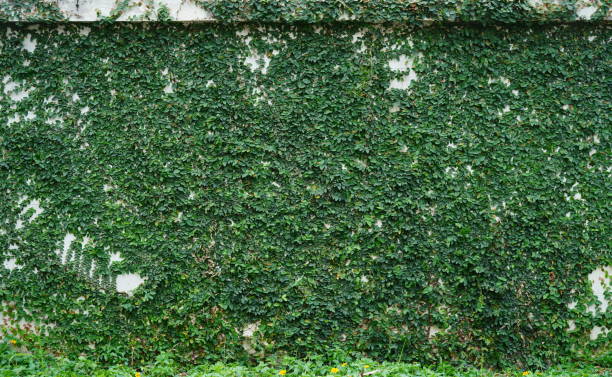 istock Green fig creeping - like ivy 1480267577