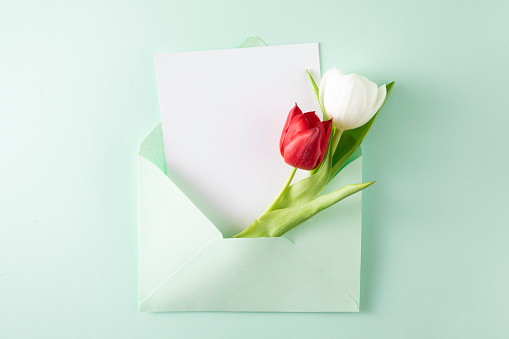 Tulip flowers in green envelope with greeting card on green background