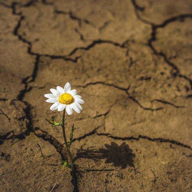 istock Beautiful flower in summer field 1480268722