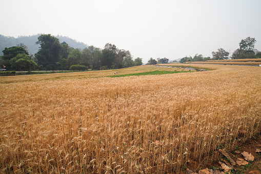 Golden ripe ears of wheat. Wheat field. Ears of golden wheat