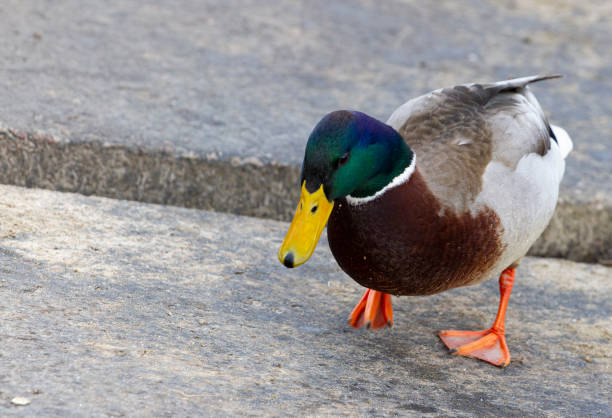 istock wild duck on a gray stone slab looking for food 1480269135
