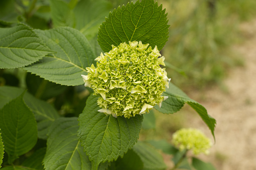 Bud of a hydrangea.