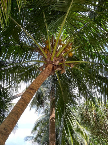 istock Image of exotic King coconut palm tree (Cocos nucifera) with cluster of coconuts, against palm leaf and blue sky background, sunny day, viewed from below 1480270192