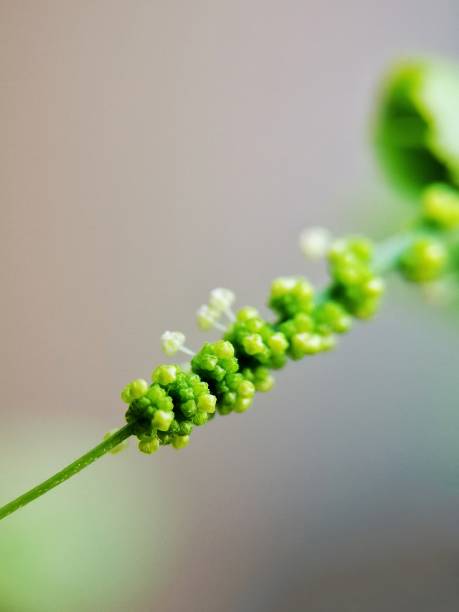 istock Selective focus of Acalypha indica in the garden with blurry background 1480270663