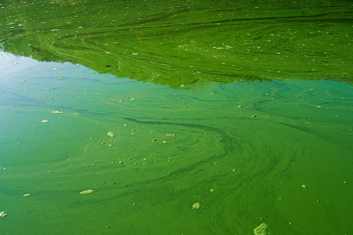 Blue-green algae or cyanobacteria completely inundate a body of calm water as gas bubbles pop up on the surface. A result of overuse of fertilizers and warm temperatures.