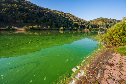 Blue-green algae or cyanobacteria completely cover the Mosel river near the town of Winningen in Rhineland-Palatinate, Germany