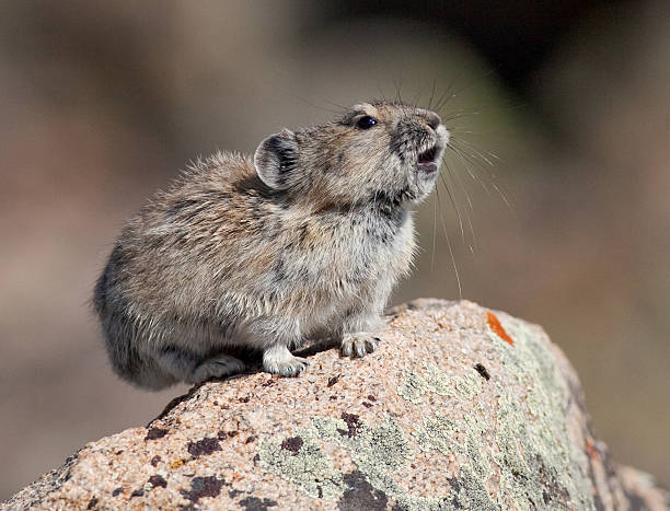 pika chiamate su roccia - pike foto e immagini stock