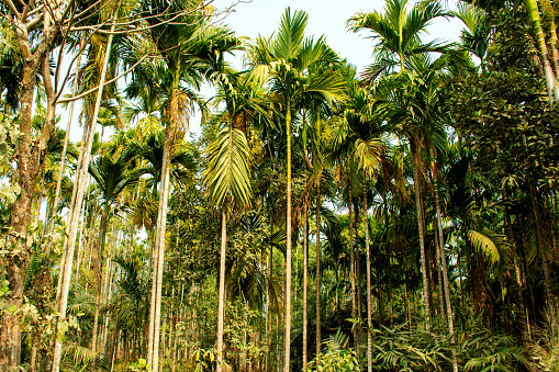 Betel nut forest palm trees of northeast region. famous for very soft betelnut.