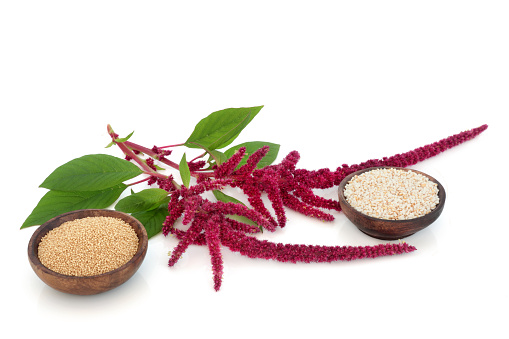 Amaranthus plant, dried seed and amaranth puffed grain. Nutrient rich healthy food highly nutritious, gluten free, high in antioxidants, protein. Lowers cholesterol, helps weight loss. On white.