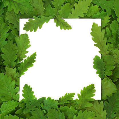 Green oak tree leaf abstract eco friendly design with leaves on white background. Ecological go green design for environmentally friendly composition. Top view, copy space.