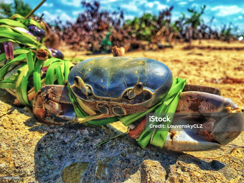 Crab Come and taste a crab in Haïti Beauty In Nature Stock Photo