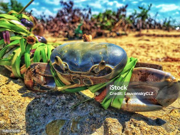 Crab Stock Photo - Download Image Now - Beauty In Nature, Color Image, Cooking
