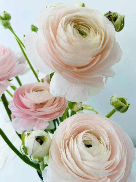 istock Close up beautiful fresh flowers. 1480274508