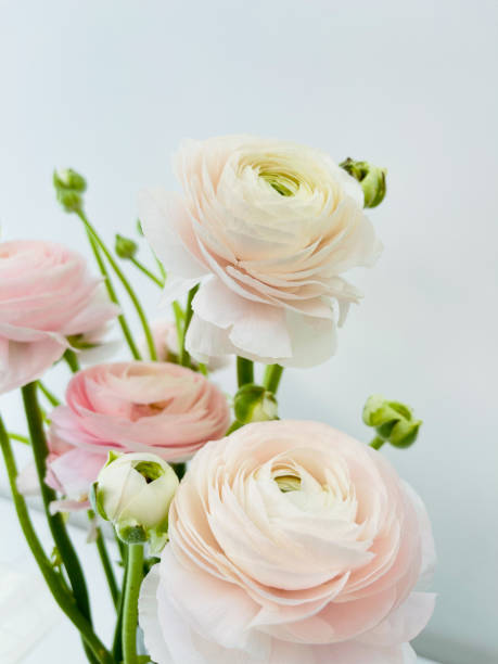 istock Close up beautiful fresh flowers. 1480274517