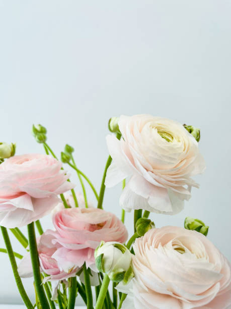 istock Close up beautiful fresh flowers. 1480274538