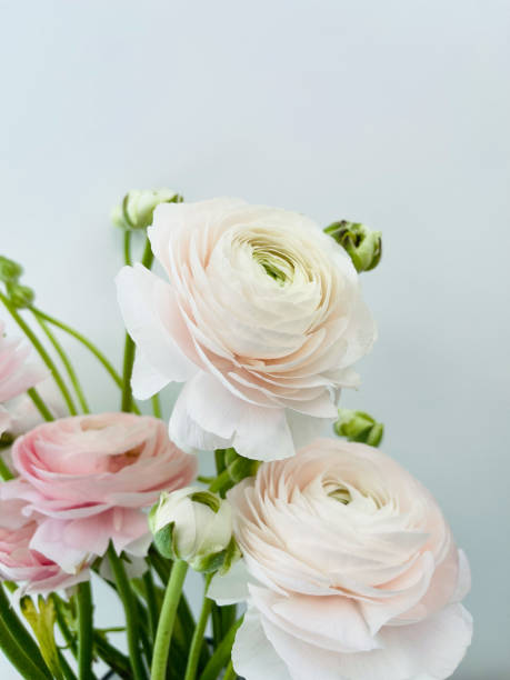 istock Close up beautiful fresh flowers. 1480274560