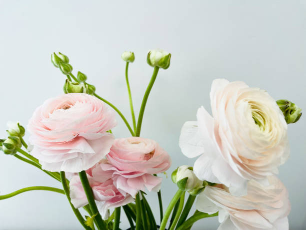 istock Close up beautiful fresh flowers. 1480274650