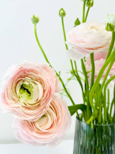istock Close up beautiful fresh flowers. 1480274677