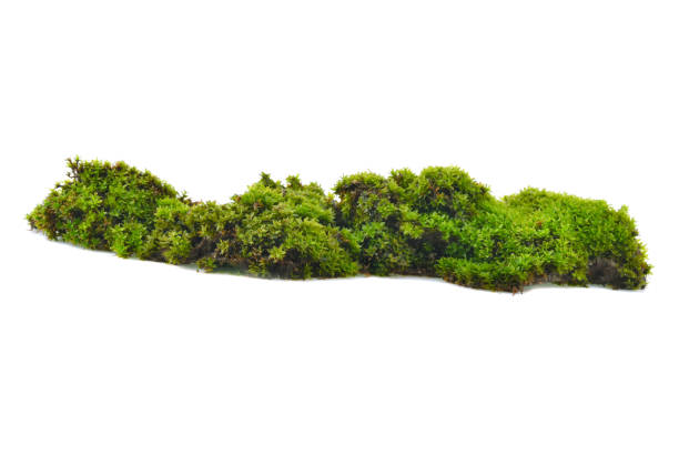 istock Green moss with grass isolated on white background 1480274866