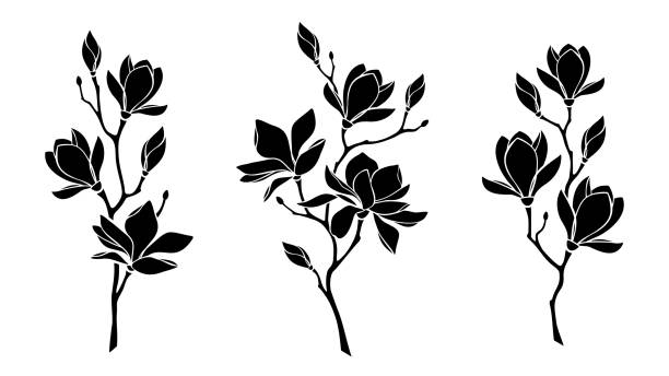 illustrazioni stock, clip art, cartoni animati e icone di tendenza di fiori di magnolia. siluette nere vettoriali - magnolia bloom