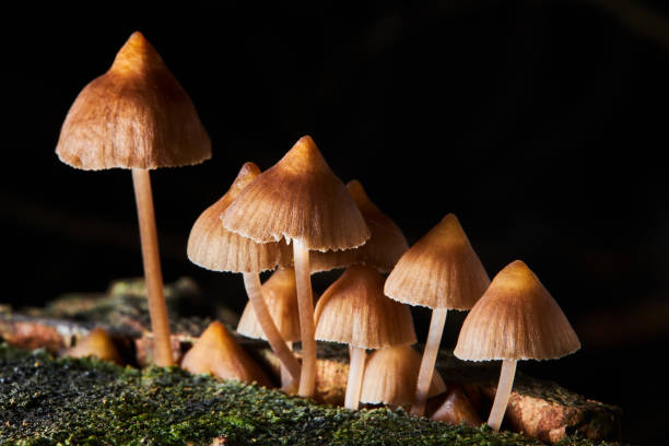 istock Psilocybe semilanceata mushrooms growing on a trunk 1480275904