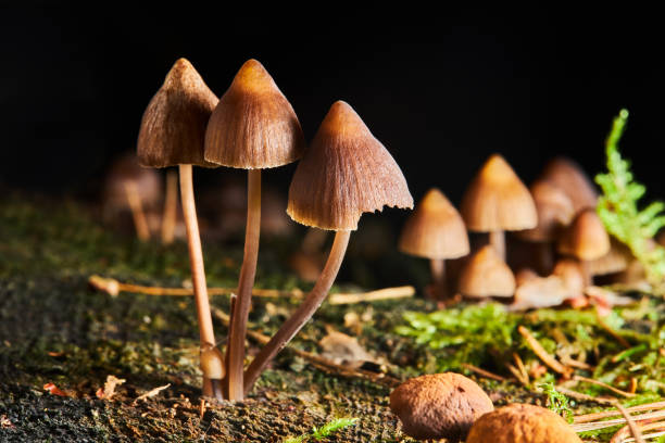 istock Psilocybe semilanceata mushrooms growing on a trunk 1480275942