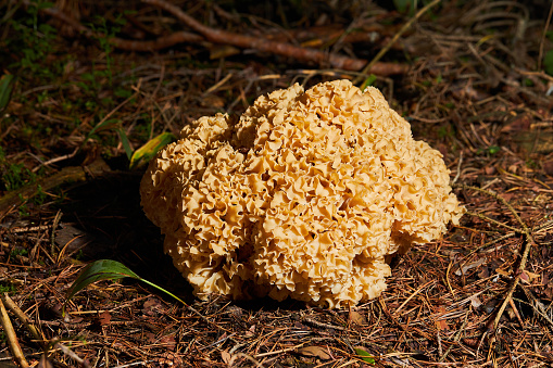 Close up of a cauliflower fungus growing in a forest. Huge edible Sparassis crispa, a wild fungus