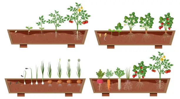 Vector illustration of Set of different plant roots growing in soil