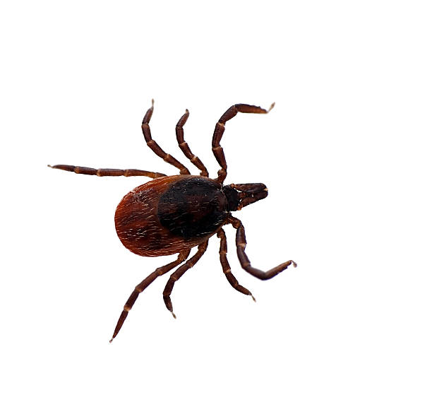 istock Black legged deer tick isolated - Ixodes scapularis 148027623