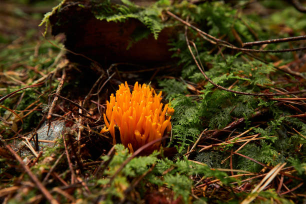 A closeup of Ramaria aure, yellow coral fungi growing in the forest.