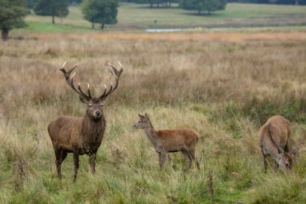 istock Sunlit red deer, cervus elaphus, stag with new antlers 1480277429