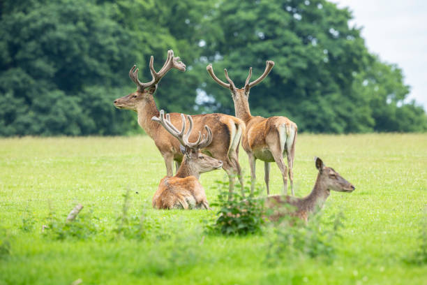 istock Sunlit red deer, cervus elaphus, stag with new antlers 1480277451