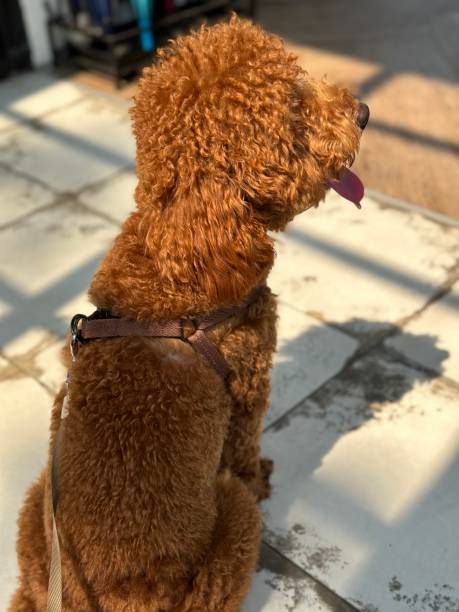 istock Behind the brown dog sitting 1480277512