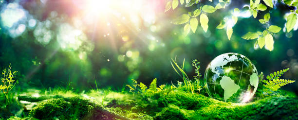 Tag der Erde - Umwelt - Grüne Globus im Wald mit Moos und Sonnenlicht – Foto
