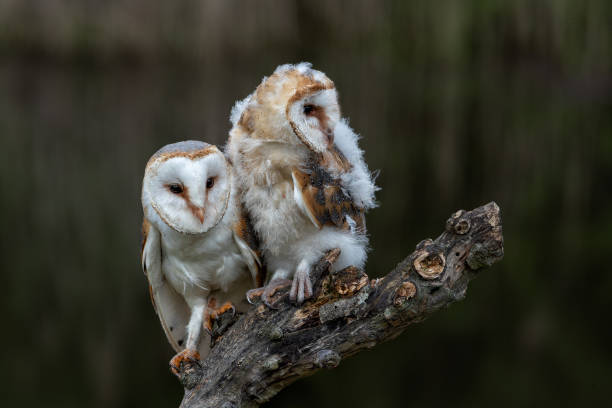 istock juvenile Barn owl  and adult barn owl 1480280149