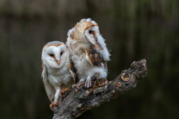 juvenile Barn owl  and adult barn owl stock photo