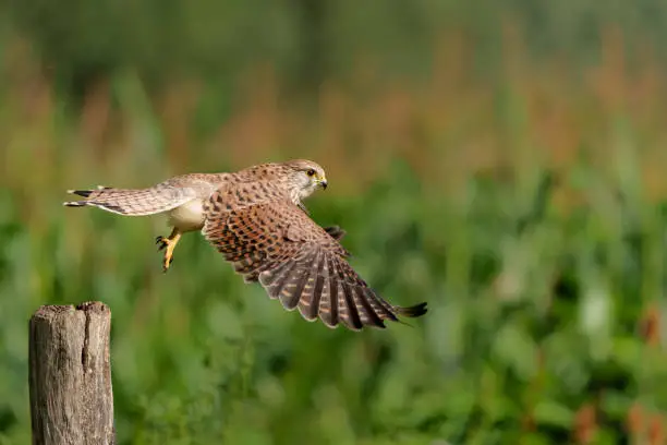 Common Kestrel (Falco innunculus) flying in the meadows in the Netherlands