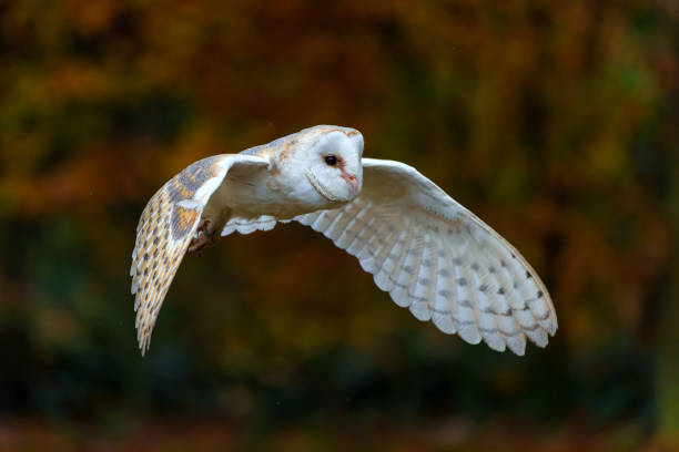 istock Barn Owl flying with autumn colors 1480281237