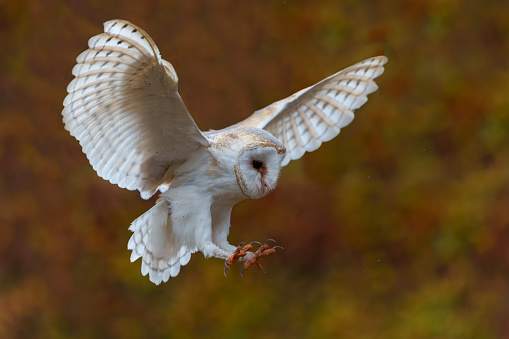 Barn Owl (Tyto alba) flying in an apple orchard with autumn colors in the background in Noord Brabant in the Netherlands