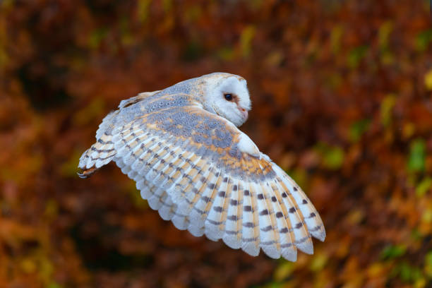 Barn Owl (Tyto alba) flying in an apple orchard with autumn colors in the background in Noord Brabant in the Netherlands