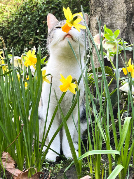 istock Cute cat sniffing flowers 1480282400