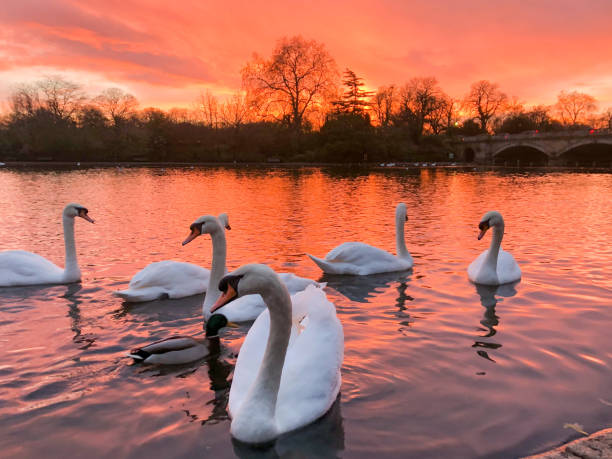 Mesmerising white swan at the sunset
