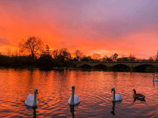 istock Mesmerising white swan at the sunset 1480282408