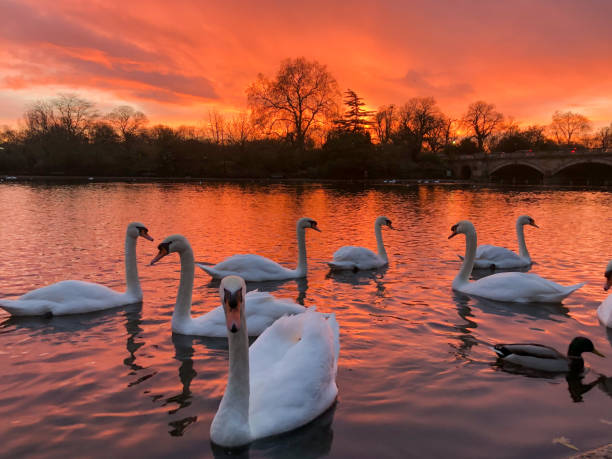 istock Mesmerising white swan at the sunset 1480282411