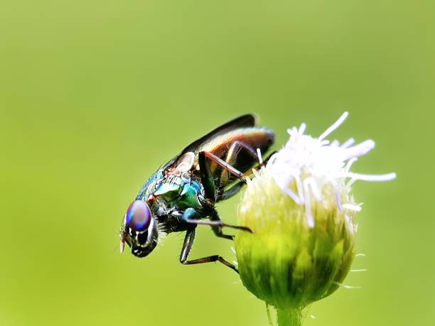 istock Selective focus of a blue wasp perching on a white wildflower in the garden 1480282939