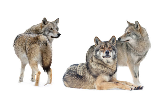 istock wolves on snow in winter isolated on white background. 1480282994