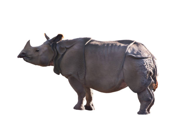 istock rhinoceros isolated on white background 1480283037