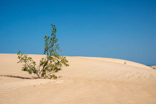 Survival battle of plants in the desert sand - Dunes of Fuerteventura