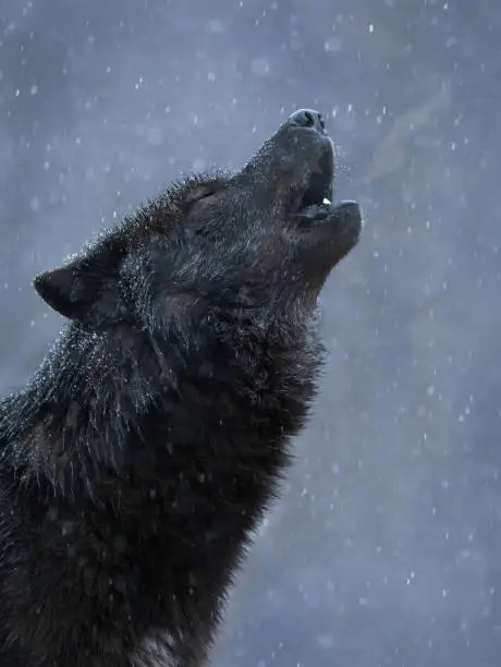 Photo of howling black canadian wolf in winter in heavy snowfall